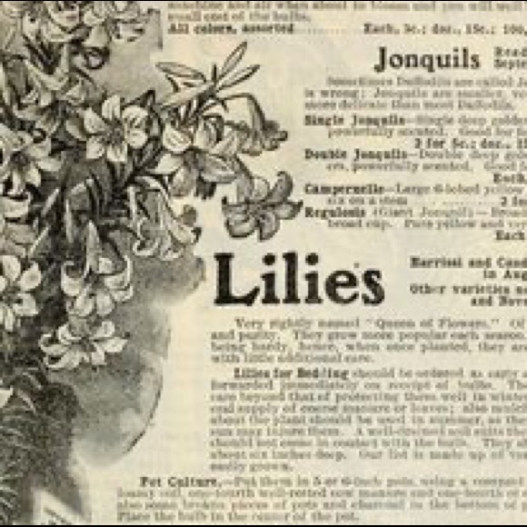 Meet your Posher, Jasmine - Picture 1 of 1